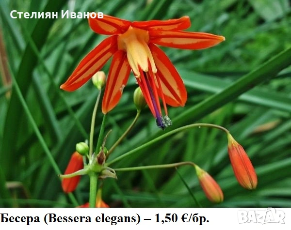ЛУКОВИЦИ И ГРУДКИ НА ЛЕТНИ ЦВЕТЯ - РАЗПРОДАЖБА, снимка 13 - Сортови семена и луковици - 54510470