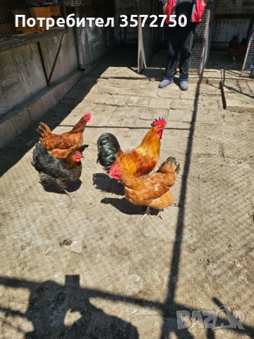 Свободни петли за разплод, снимка 2 - Кокошки и пуйки - 54327939