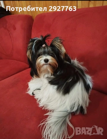 Бивер йоркширски териер, снимка 9 - Йоркширски териер - 54076207