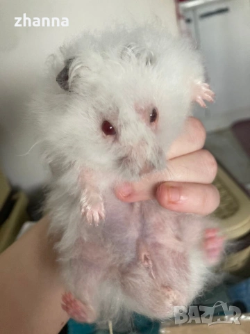 отдавам хамстер Сирийски , снимка 4 - Хамстери - 54101626