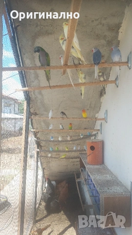 Розовогърд александър 🦜 Китайски Алексанри , снимка 4 - Папагали - 54490747