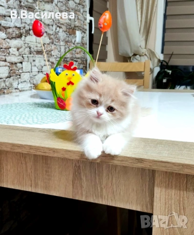 Персийски котета, снимка 3 - Персийска - 53958055