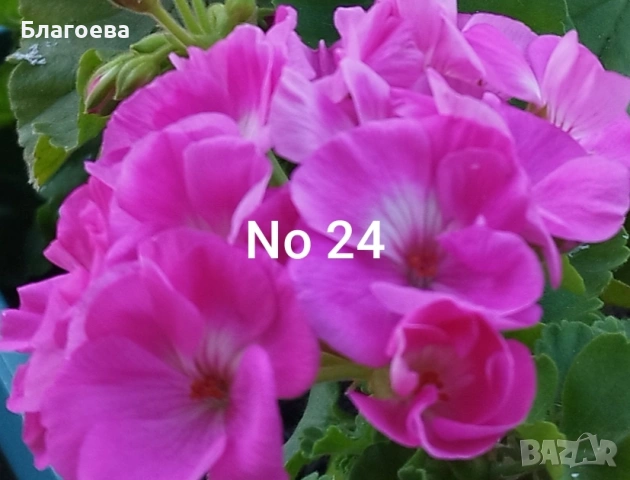 Комплект вкоренени резници Мушкато - 10 бр - 10 цвята, снимка 12 - Стайни растения - 46905641