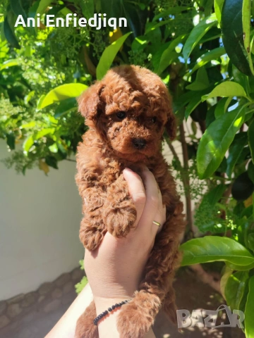 Пудел Той/Poodle Toy, снимка 6 - Пудели - 54553093