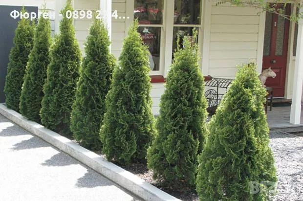 Западна туя Смарагд (Thuja occidentalis Smaragd), снимка 7 - Градински цветя и растения - 27492741