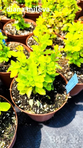 Берберис Мария, Berberis thunbergii ‘Maria'!!!, снимка 10 - Градински цветя и растения - 55016079