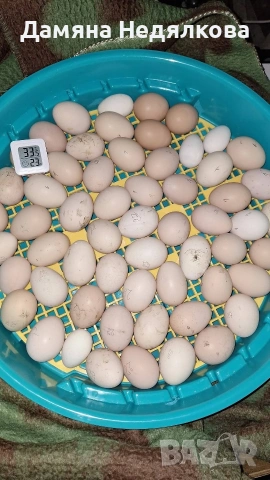 пиленца и оплодени яйца Разград , снимка 5 - Кокошки и пуйки - 54010928