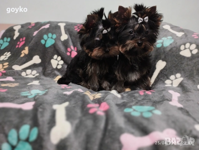 йоркширски териер, снимка 5 - Йоркширски териер - 54314938