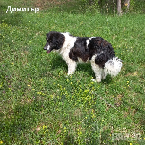 мъжко кутре, снимка 6 - Каракачанска овчарка - 55009794