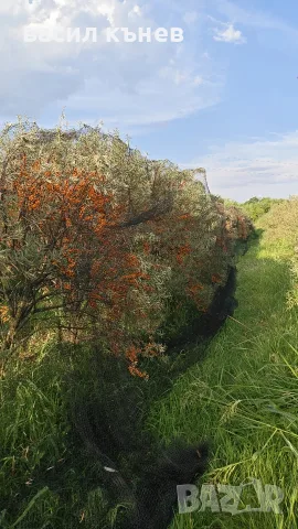 Защитна мрежа за дървета  