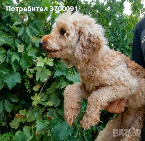 Мини пудел женски, снимка 2 - Пудели - 55584839