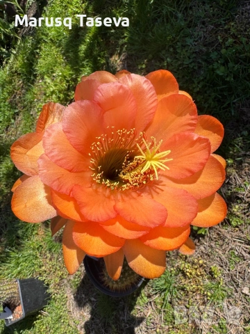 Книфофия и пампаска трева , снимка 7 - Градински цветя и растения - 54329437