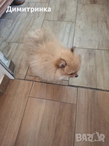 момче,ср.немски шпиц, снимка 4 - Шпиц - 54158472