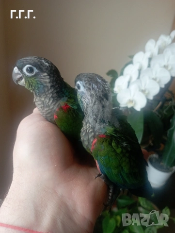 Бебета Пирура перлата, снимка 7 - Папагали - 54287719