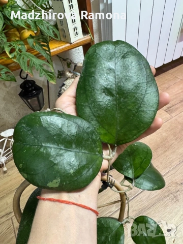 Hoya Хоя Ricardo 