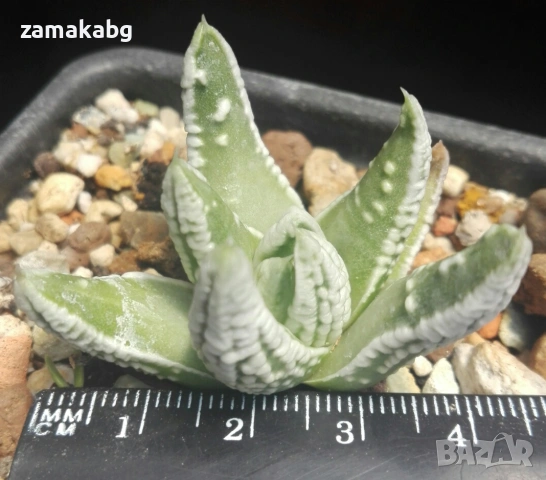 Хавортия (Haworthia Emperor ハオルチア 「皇帝」), сукулентно растение, изпраща се на гол корен