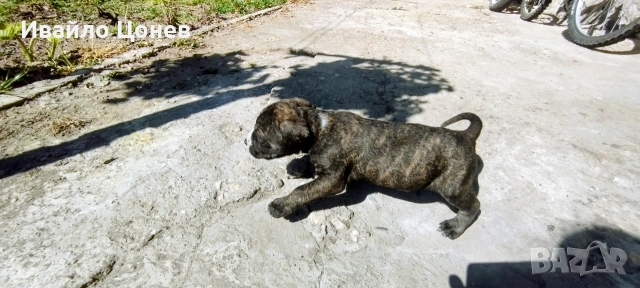 Малки кученца- Лабрадор, снимка 14 - Лабрадор ретривър - 54363432