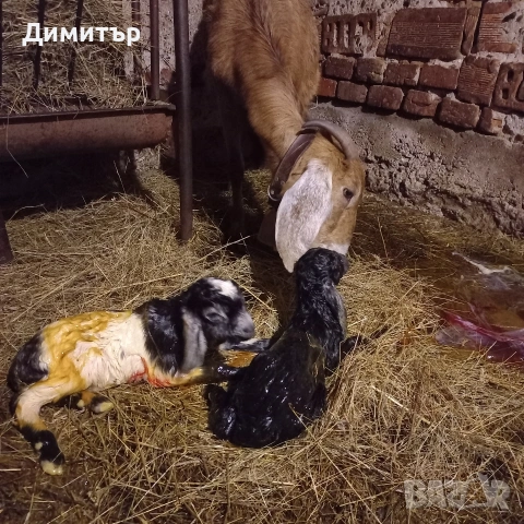 продавам заплодена коза КАПАРИРАНА и яре