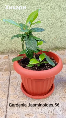 Гардения Gardenia jasminoides