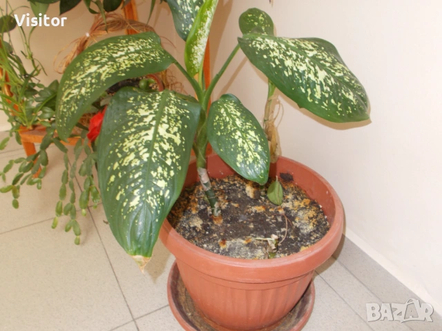 Nikon Coolpix L27   16.1mPx, снимка 14 - Фотоапарати - 53988904