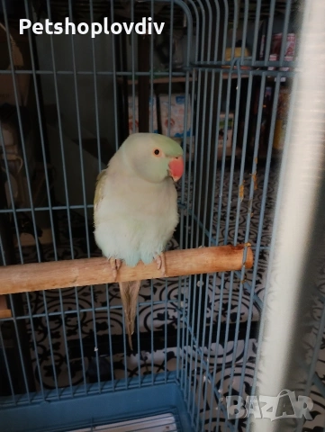 Лично предаване (или посочете град, ако е възможно).