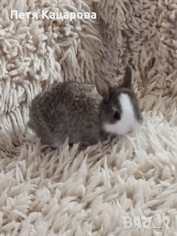 Прозавам декоративни зайчета, снимка 9 - Декоративни зайчета - 53955203