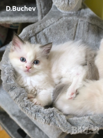 Ragdoll Cats / Регдол Котенца , снимка 7 - Други - 54549671