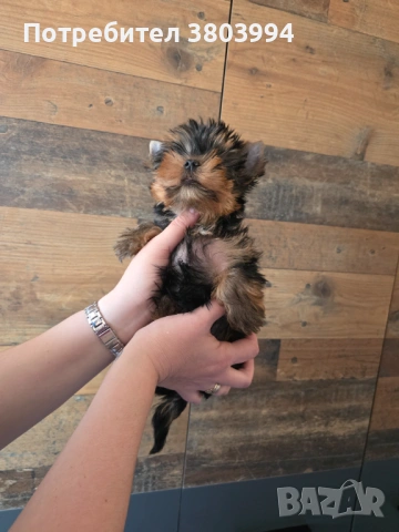 Чистокръвно Мини момиченце, снимка 11 - Йоркширски териер - 54243156