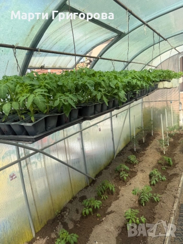 Разсад домати Нови Искър, снимка 2 - Разсади - 54352125