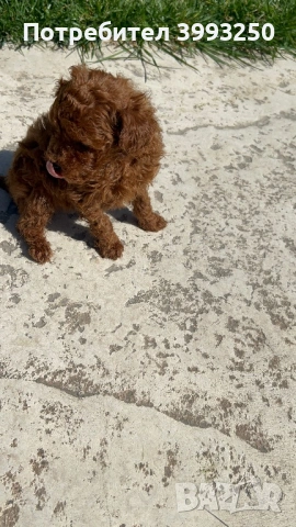 Мини пудели, снимка 4 - Пудели - 53965215