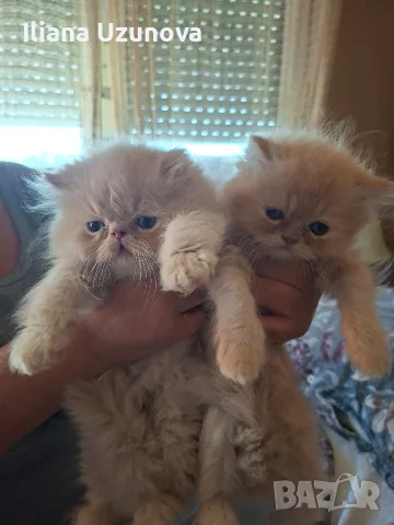 Уникални персийски котенца 