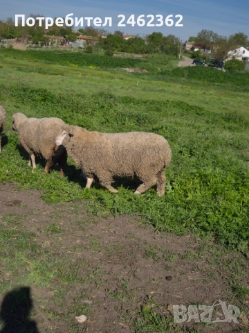 Продавам коч