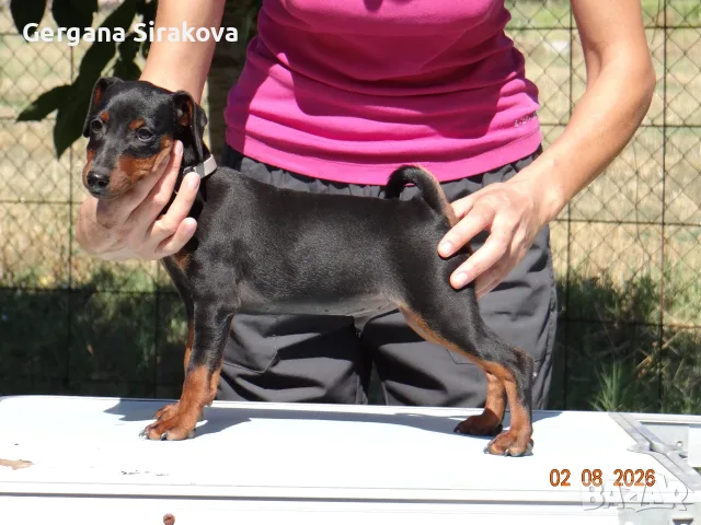 Миниатюрен Пинчер / zwergpinscher, снимка 2 - Пинчер - 55357983