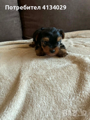 Мини  Йорки мъжки  роден на 1.03.26 , снимка 3 - Йоркширски териер - 53228272