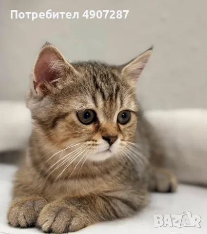 Шотландско котенце, снимка 4 - Британска късокосместа - 55530175