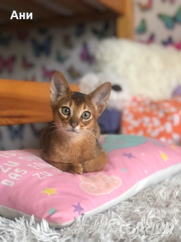 СУПЕР КОТЕНЦА НА СУПЕР ЦЕНА.АБИСИНСКИ КОТЕНЦА, снимка 3 - Бенгалски - 55215673