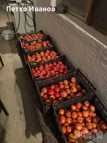 🍅 Пресни български розови домати – 10 кг щайга, снимка 4 - Домашни продукти - 55696008