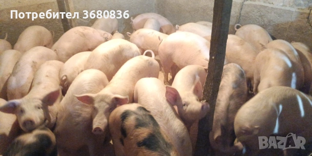 Продавам прасенца от 15 до 50кг.
