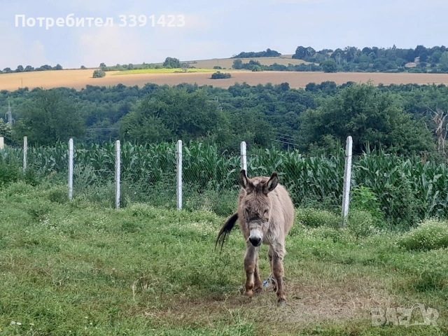 Магаре, снимка 3 - Други - 55071747