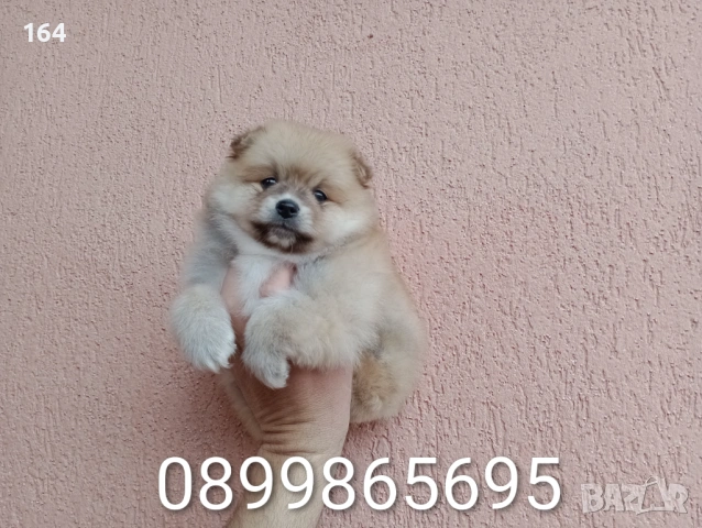 Мъжки Померан. Реални снимки от 29.03.26 г., снимка 6 - Померан - 54012946