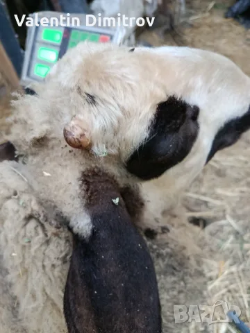Продавам шиле..