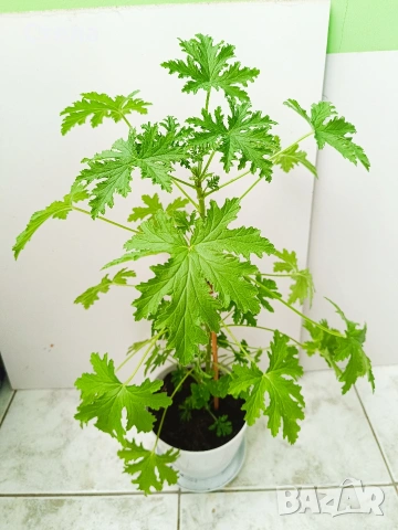 Пасифлора, китайски рози, Индрише , снимка 16 - Стайни растения - 53144264