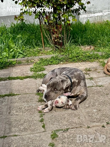 XL American bully, снимка 3 - Други - 55057160