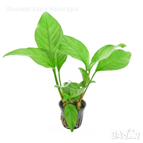 Аквариумно растение Anubias Heterophylla 