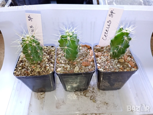 Кактус Cereus sp. - 5.5 см саксия. 2.80 евро 1 брой.