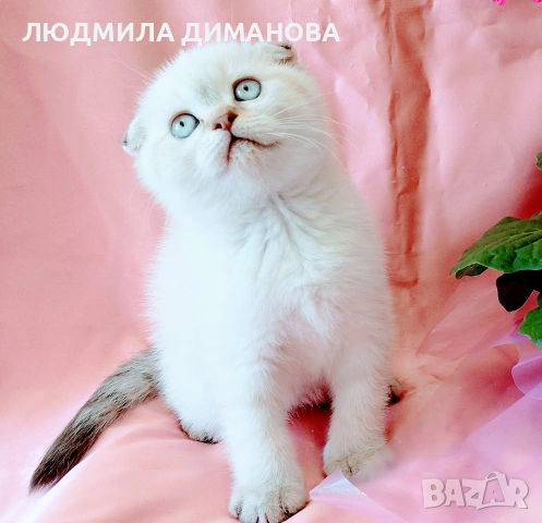 Шотландско мъжко Скоттиш Фолд , снимка 4 - Британска късокосместа - 54665341