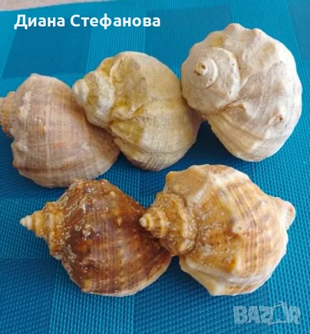 Естествени рапани за декорация, снимка 3 - Декорация за дома - 55595113