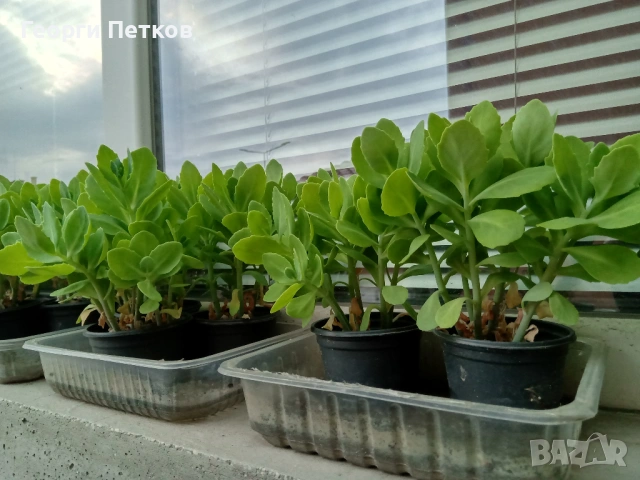 Дебела Мара - 5 €., снимка 3 - Градински цветя и растения - 54275271