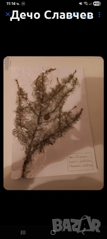 Хербарии за ЛТУ или друг университет , снимка 15 - Ученически пособия, канцеларски материали - 54224038