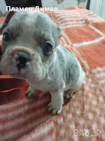 френски булдог 4 момчета и 2 момичета , снимка 4 - Френски булдог - 54026317